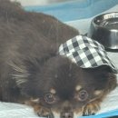 몽글몽글 펫 | 애견샴푸바 에스까모 펫토벤 후기