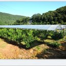 달천제방길 이미지