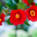 한국동포 외국인 행정사사무소 이미지