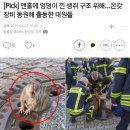 살쪄서 맨홀뚜껑에 낀 쥐 구조작전 이미지