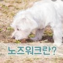 노즈워크🐶 간식 이미지