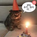 케이클링(Cakeling)