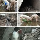 돼지두마리 이미지