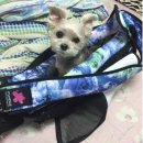 펀들 | 보헤미안 시스루 펀들 후기!!