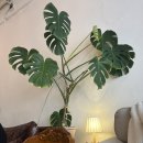 상남동127 | 창원 용호동 카페 | 딸기 케이크가 맛있는 ‘우나돌체’ 방문 후기