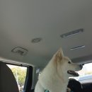 펫사랑 콜 이미지