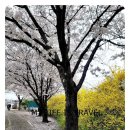 원월평유원지내 화장실 | 대구 실시간 벚꽃 팔달교에서 동촌유원지까지 라이딩 후기