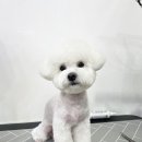 하루가다르개 이미지