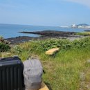 골든튤립제주성산호텔 이미지