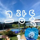 오늘독 | 부산 애견카페 수영장 있는 실내·실외 애견카페 추천 그랑독｜주차 내돈내산 후기