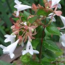 나무뜨락 이미지