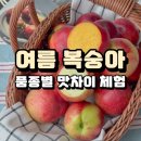 홍일농장 | 여름 복숭아 10종 품종별 비교 후기