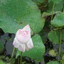 고향의맛 이미지