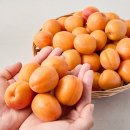 살구하우스