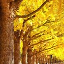'가을' 테마 노래 5곡 / 가을아침(아이유) . 가을은 참 예쁘다(박강수). 외 이미지