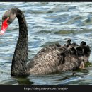 블랙스완(Black Swan) 이미지