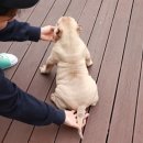 살랑더테일 이미지