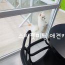 스타펫미팅 이미지