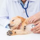 동천 동물병원 이미지