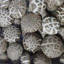 드림농원 이미지