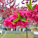 금천면사무소 이미지