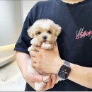 포더독스 강아지 강서 마곡점 네이버블로그