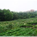 찬호농장 Daum카페