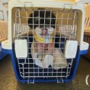 행복켄넬 이미지