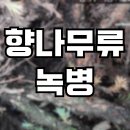 무류 이미지