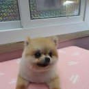 the 굿 dog 이미지
