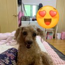 묘하개끌리냥 | 묘하개끌리냥 멍맥주로 강아지랑 술한잔 하면서 분위기 내기~~♥ 생일 파티 할때도 좋을듯!