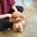 워킹페코 이미지