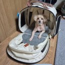 강아지 컨넬 훈련 소형견 부터 중형견까지 쓰는 켄넬 추천