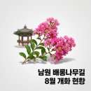 밤티재길 | 남원 배롱나무길 8월 여행: 인생샷 명소부터 드라이브 코스까지 총정리