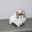 스타일 퍼피 이미지