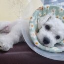 만년YES동물병원 이미지