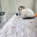 LOVING PET 이미지