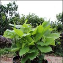 여주-0773 이미지