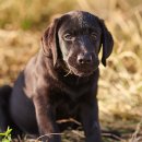 송파바로동물병원 이미지