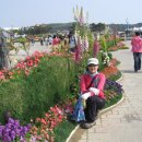 꽃지사랑 이미지