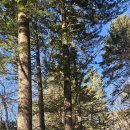 금강교옆 공원 | [평창] 천년의 고요를 간직한 '오대산 월정사' 겨울 산책