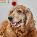 연희동물병원 이미지