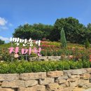 풀내음근린공원 | 2024 부천 백만송이장미축제 주차팁 및 가는법 ( 부천장미꽃축제 추천 )