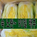 속 노란 90일 배추 괴산 절임배추 20kg (7-10포기) 도착일을 선택해주세요., 도착일 11월 11일 이미지