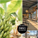 컴포즈커피익산덕기점 | 익산 대형 카페 카페덕기 | 바나나 온실에서 즐기는 이색 힐링