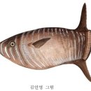 어류도감 - 복어目 - 개복치科 - 쐐기개복치 이미지