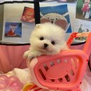 아띠퍼피 이미지