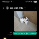 마이펫라이프 수제간식 이미지