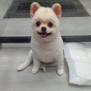 호텔스컴도그 화명점 이미지