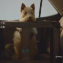 펫드라이브 이미지